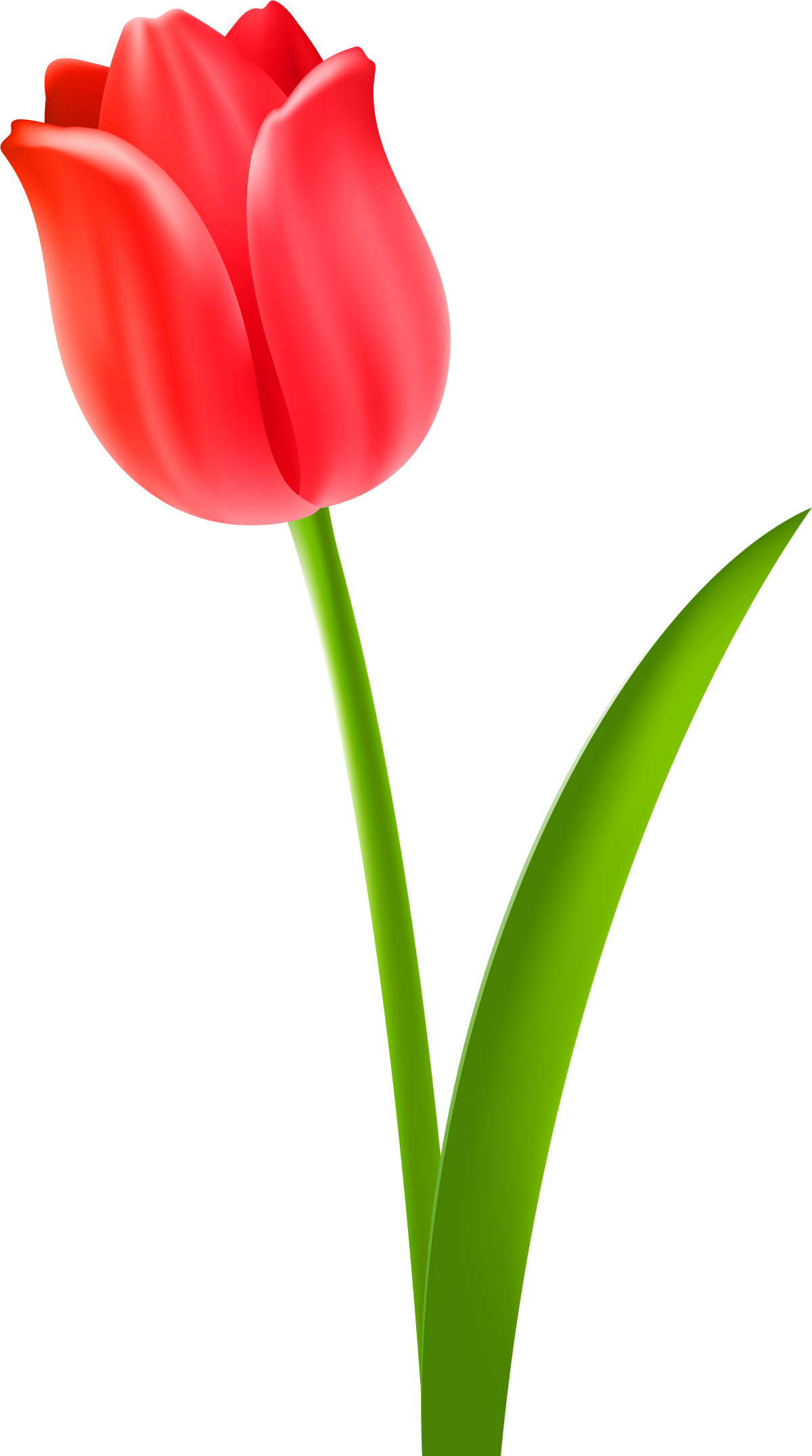 Тюльпаны на белом фоне