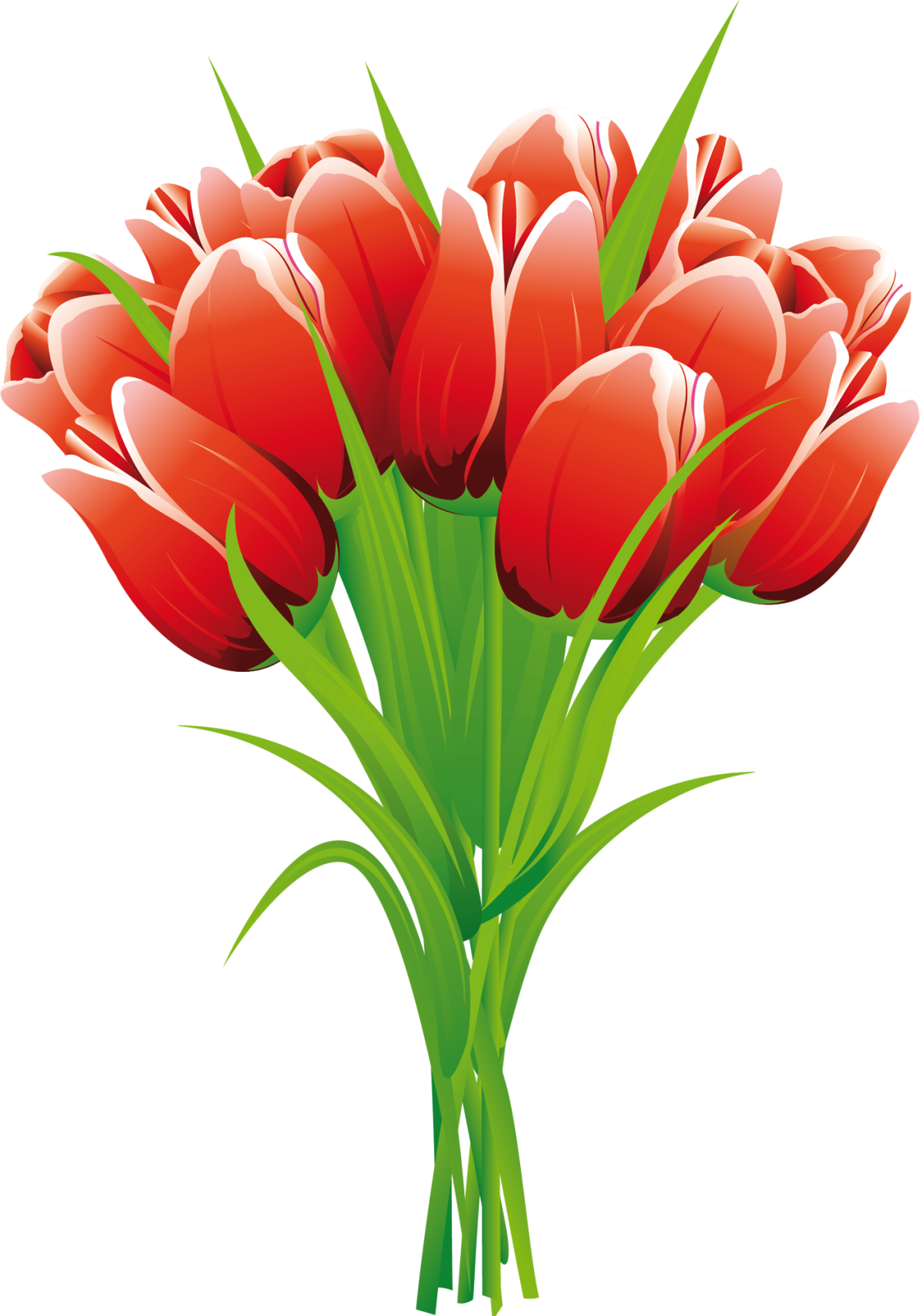 Tulip picture for Kids