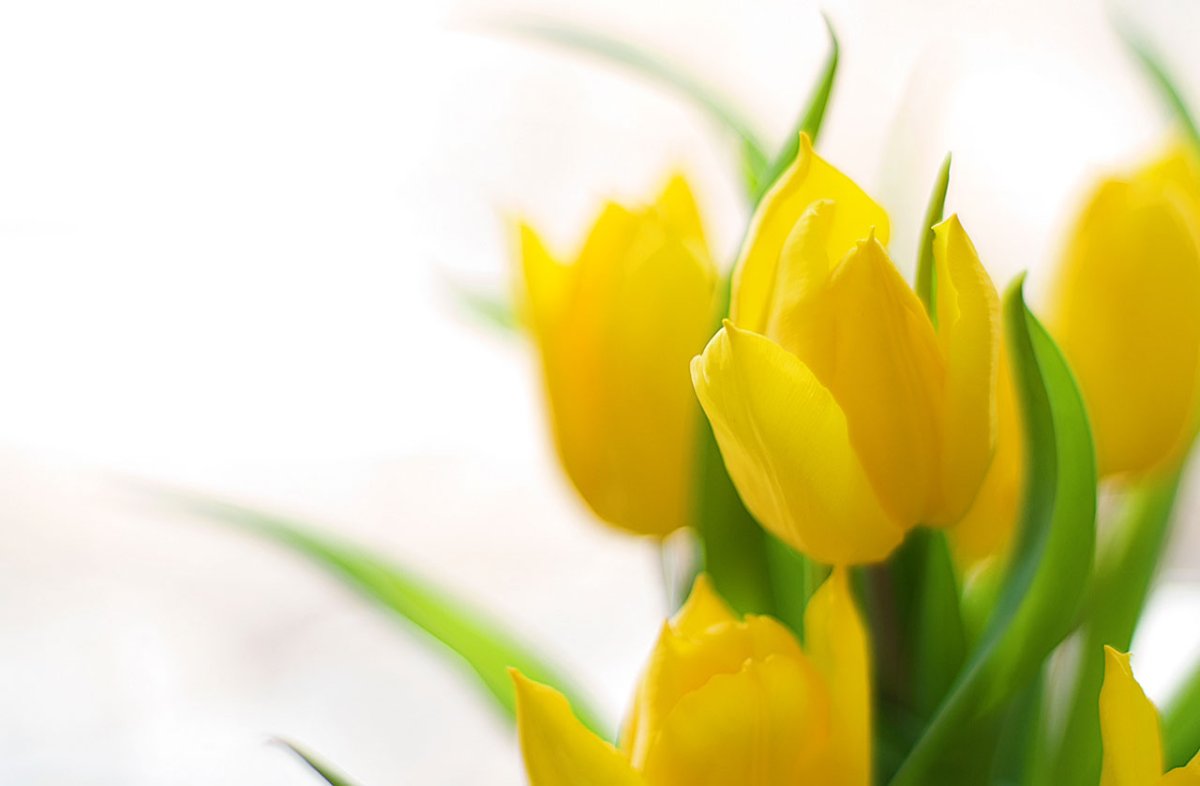 Тюльпаны открытка