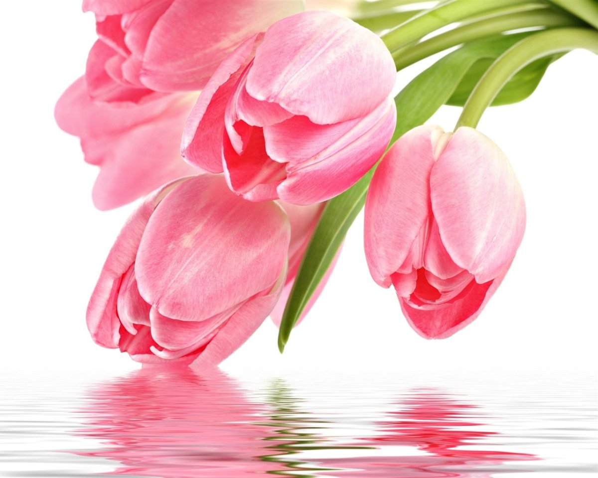 Наурыз языческий праздник