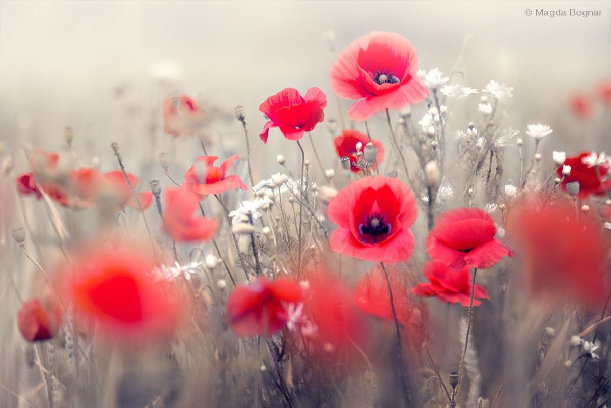 Magda Bognar фото