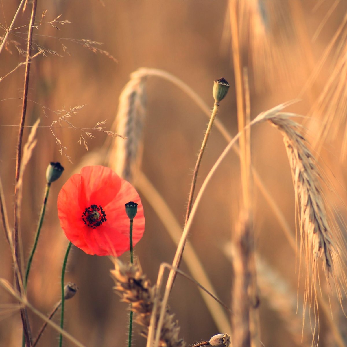 Маки во ржи