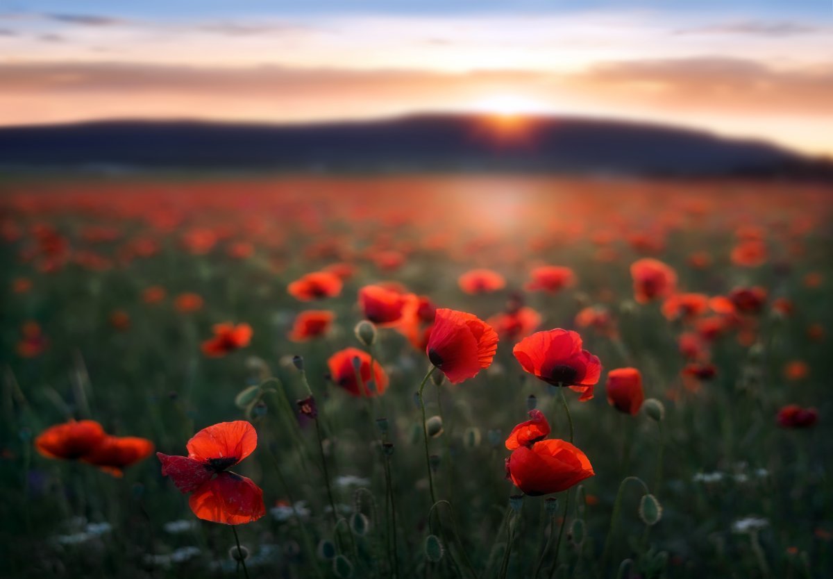 Маковое поле