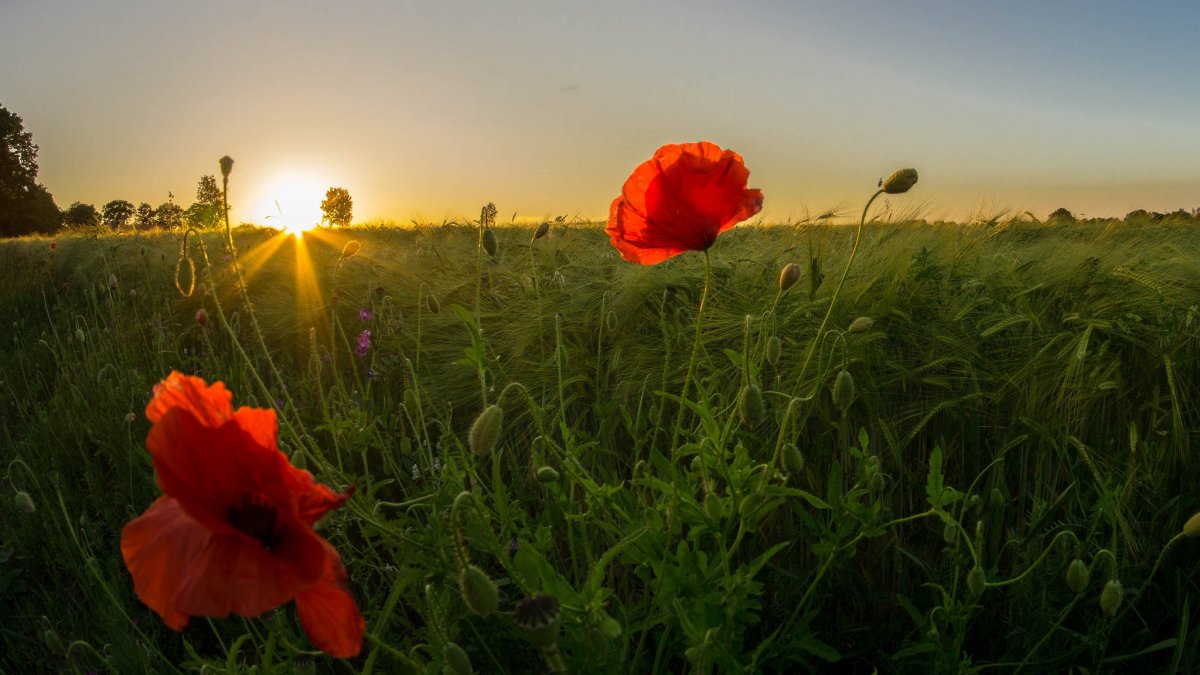 Маковое поле на рассвете