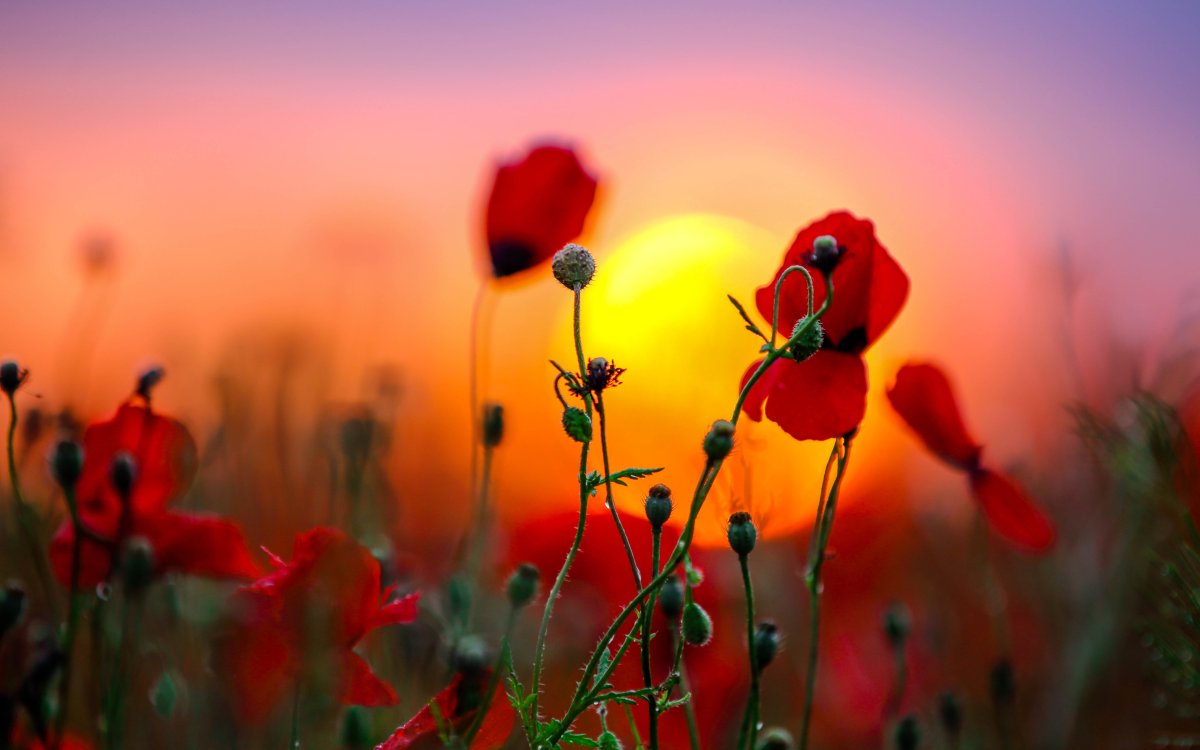 Маки на солнце