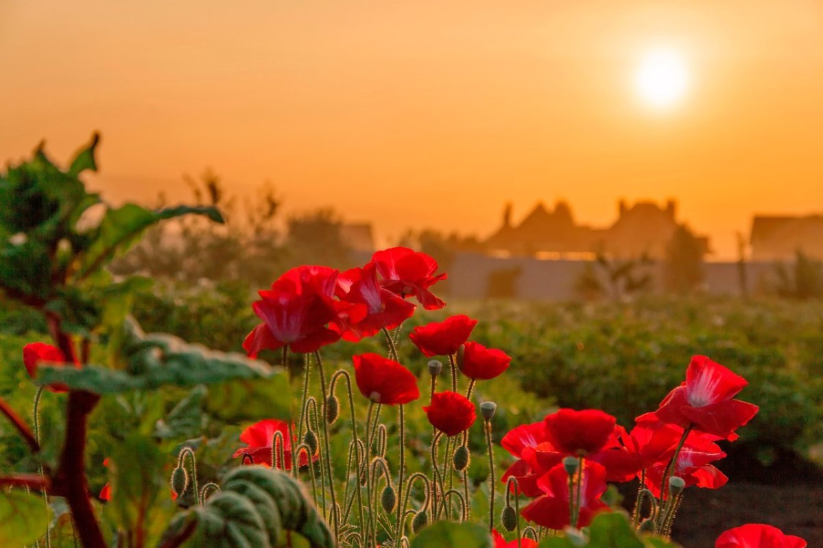 Серенькое утро красненький денек