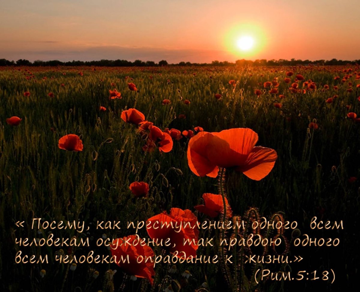 Доброе утро поле с маками