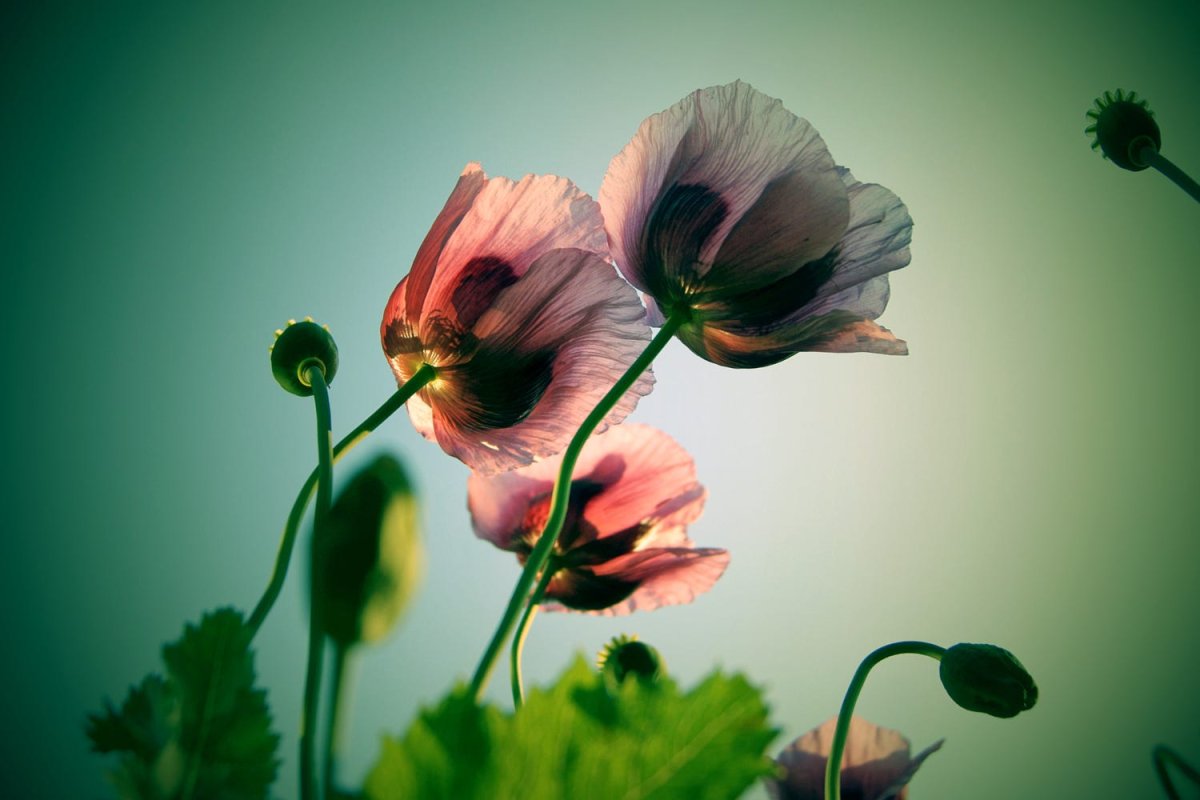 Сила цветов