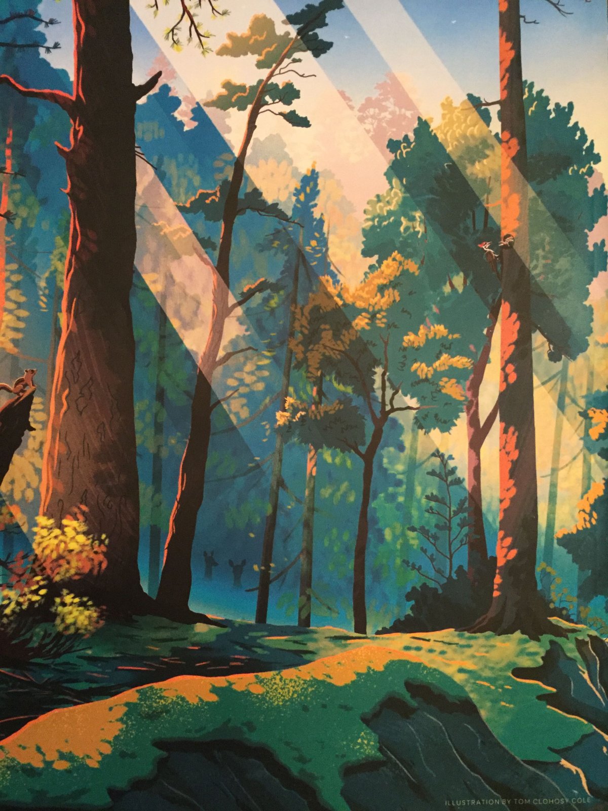 Лес рисунок