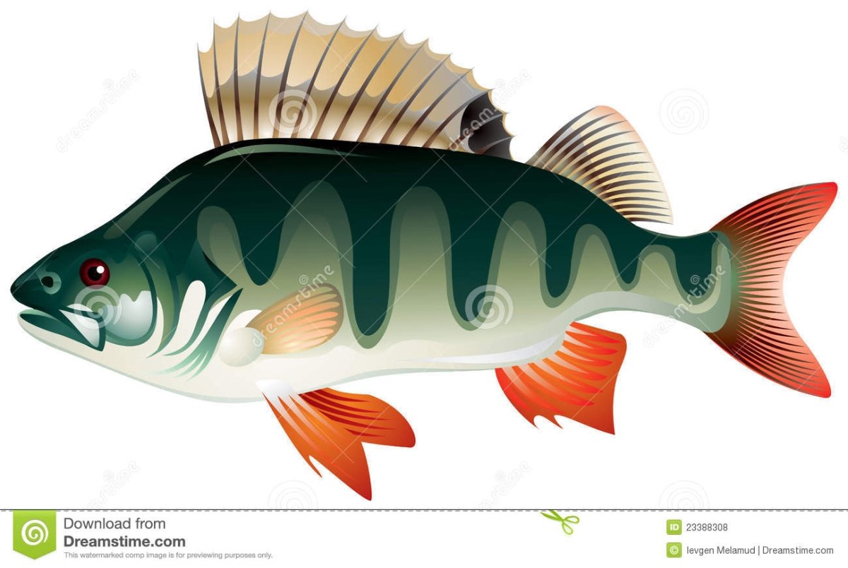 Речной окунь