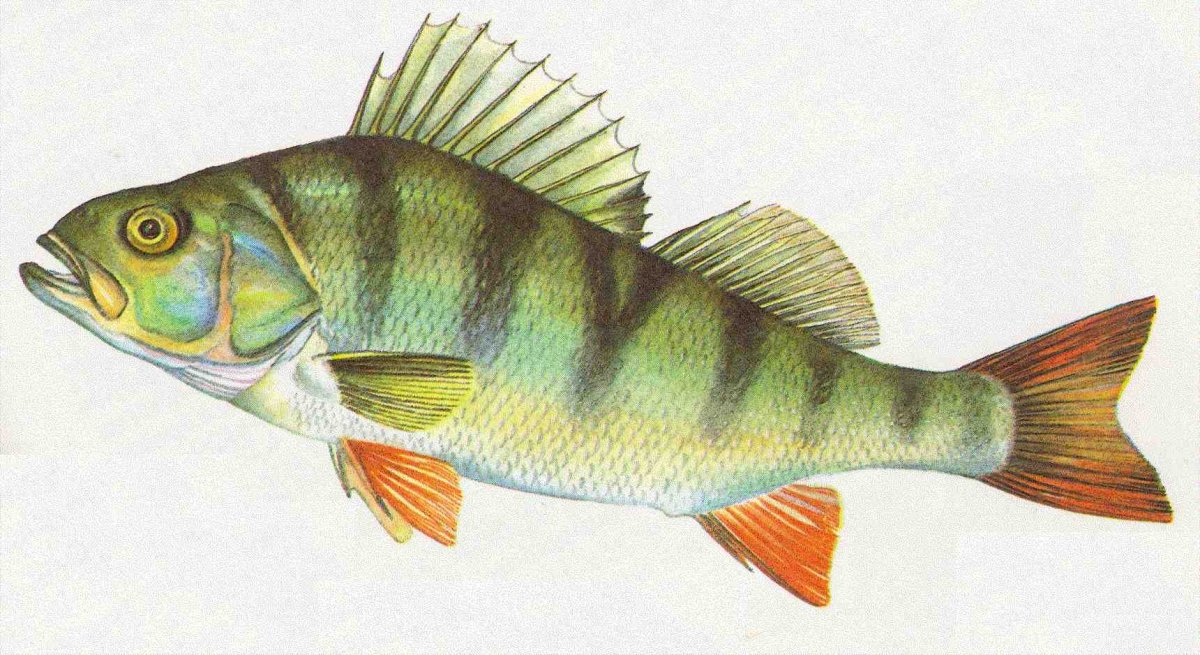 Окунь perca fluviatilis