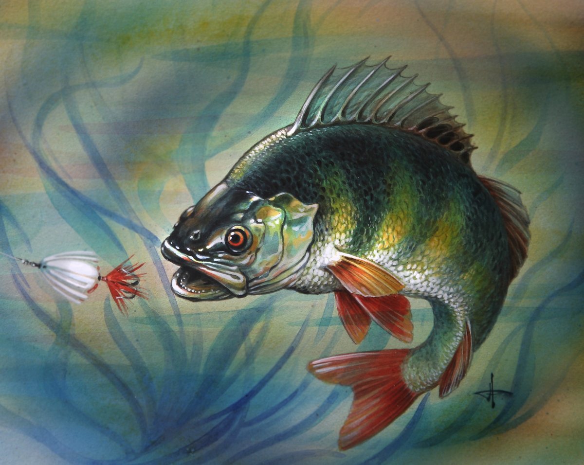 Окунь Речной на белом фоне