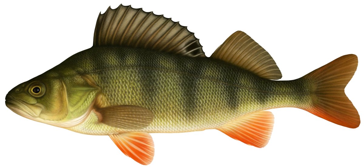 Морская рыба окунь вектор