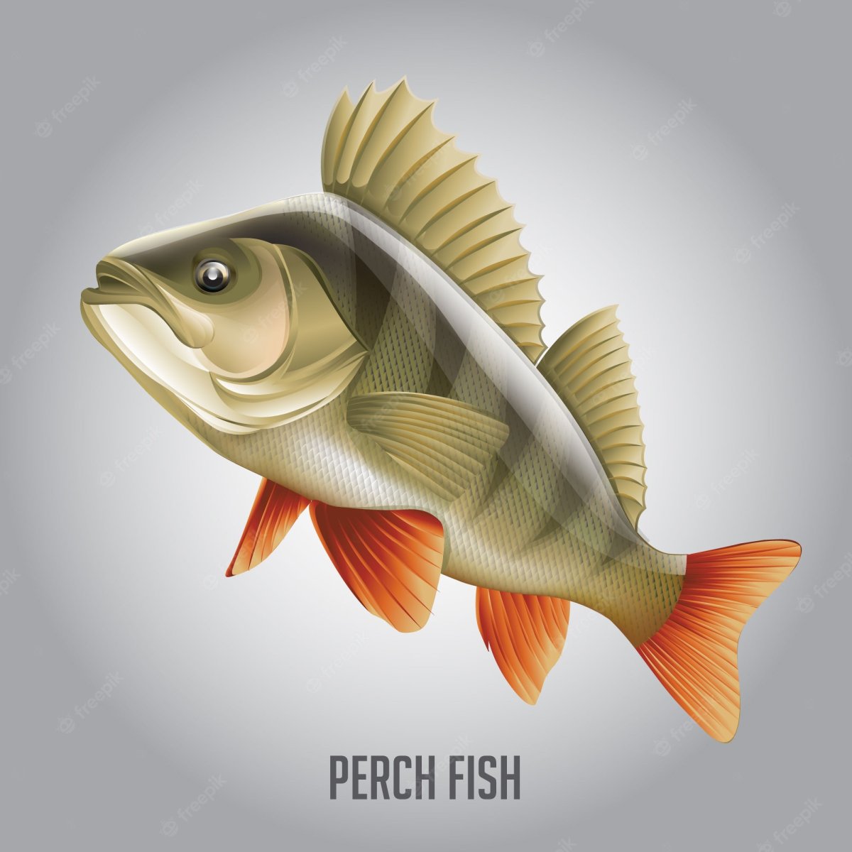 Окунь на белом фоне