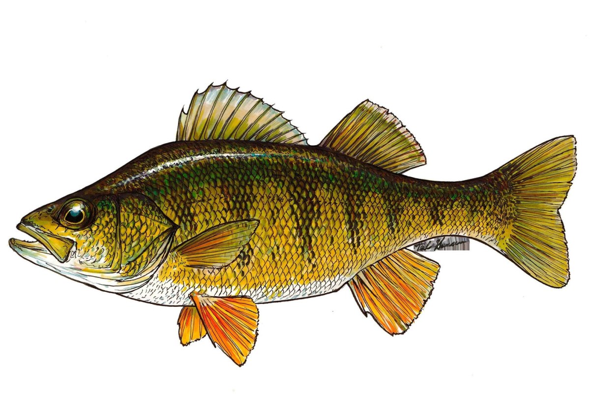 Окунь для детей