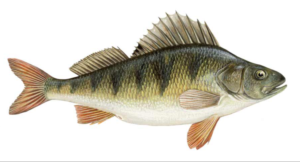 Окунь на прозрачном фоне