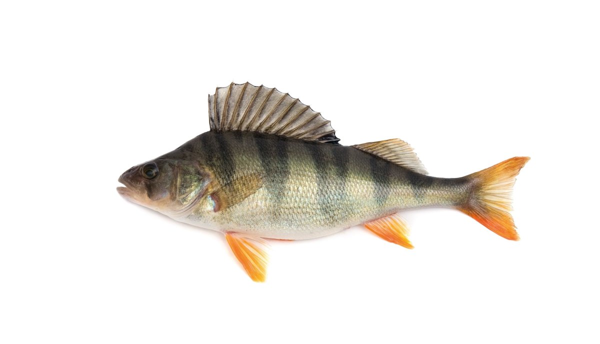 Окунь контур