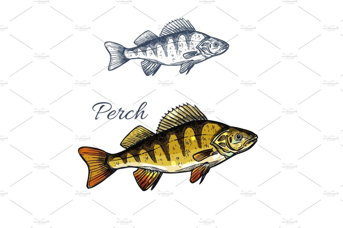 Окунь мультяшный