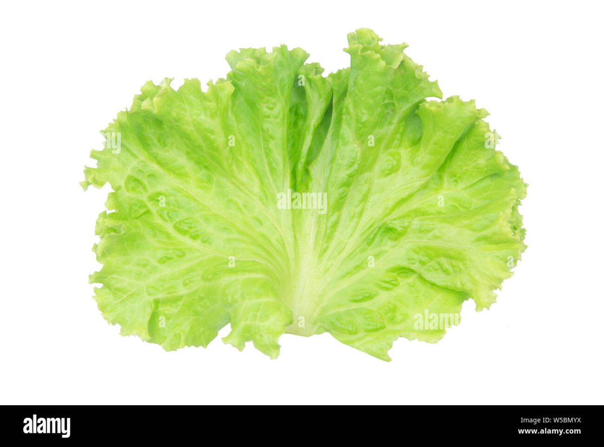 Листья салата в разрезе