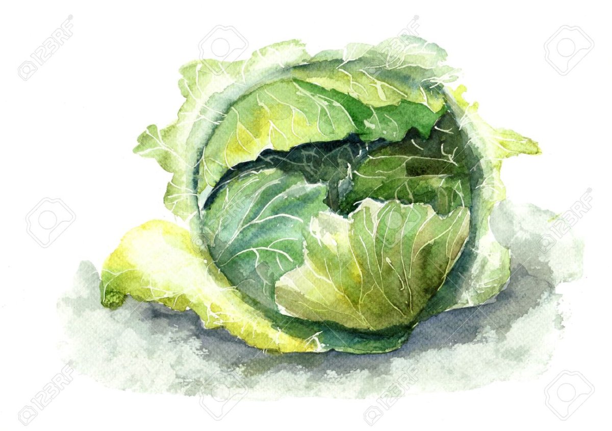 Этюд капусты акварель