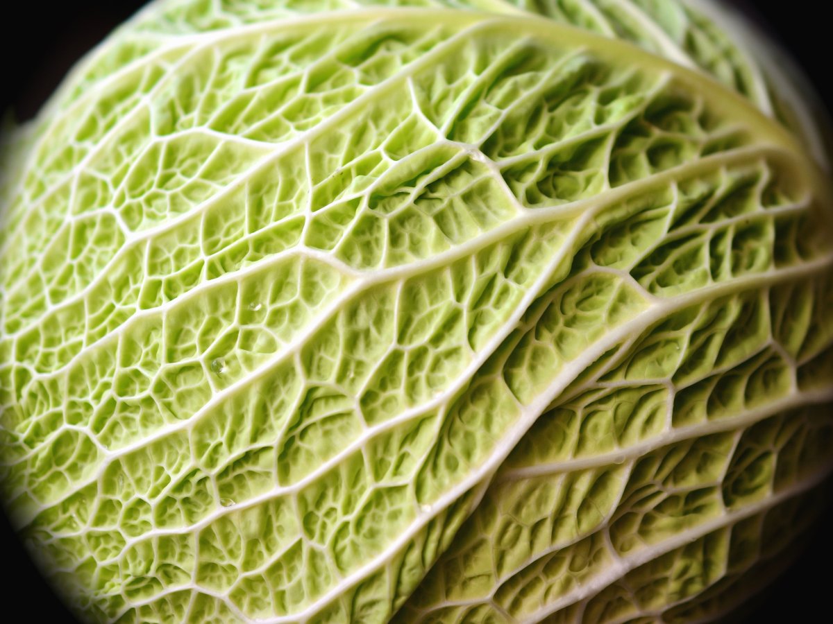 Капуста савойская и пекинская