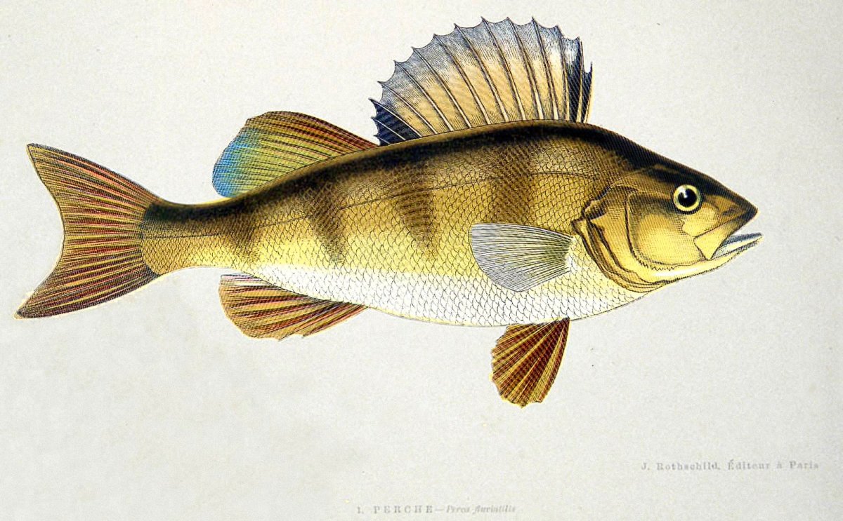 Окунь картина