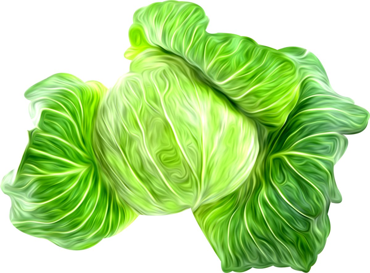 Капуста на прозрачном фоне