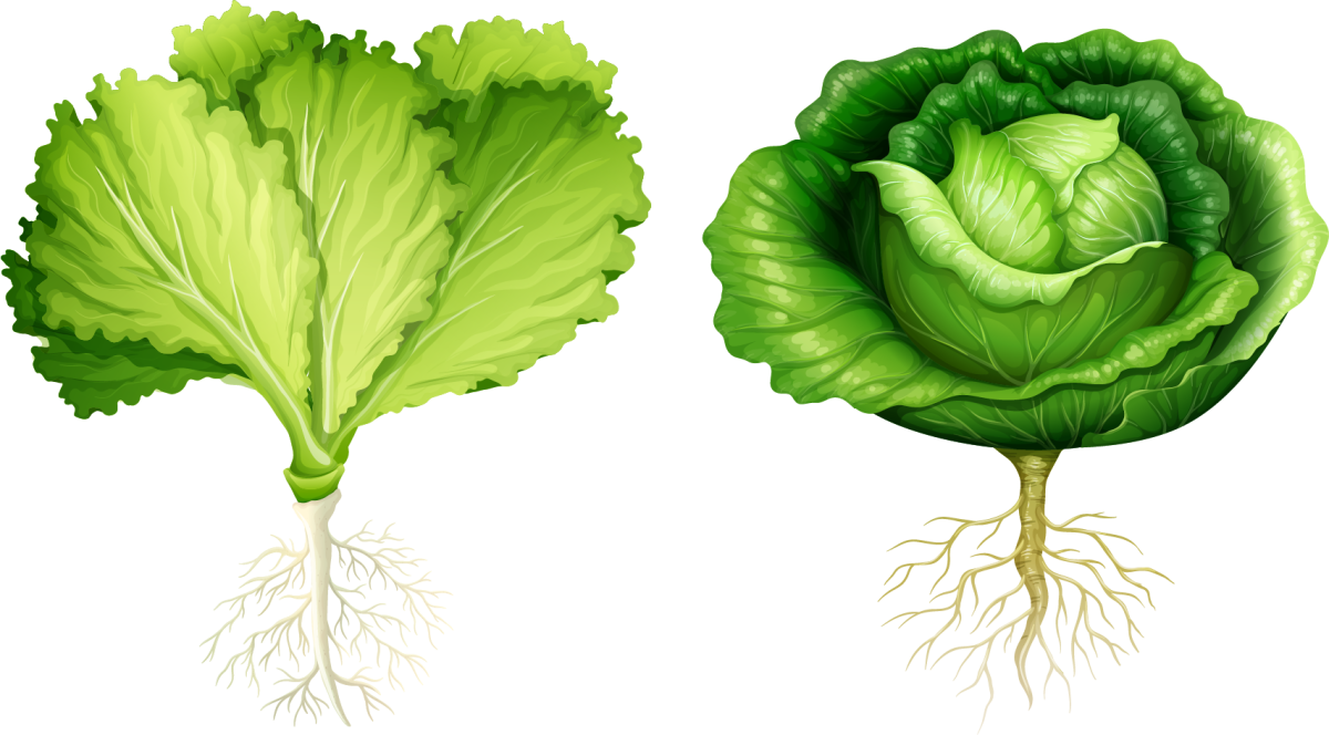 Ребенок в капусте