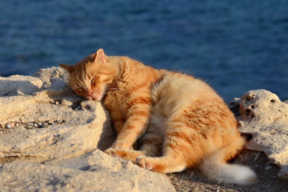 Котик на море