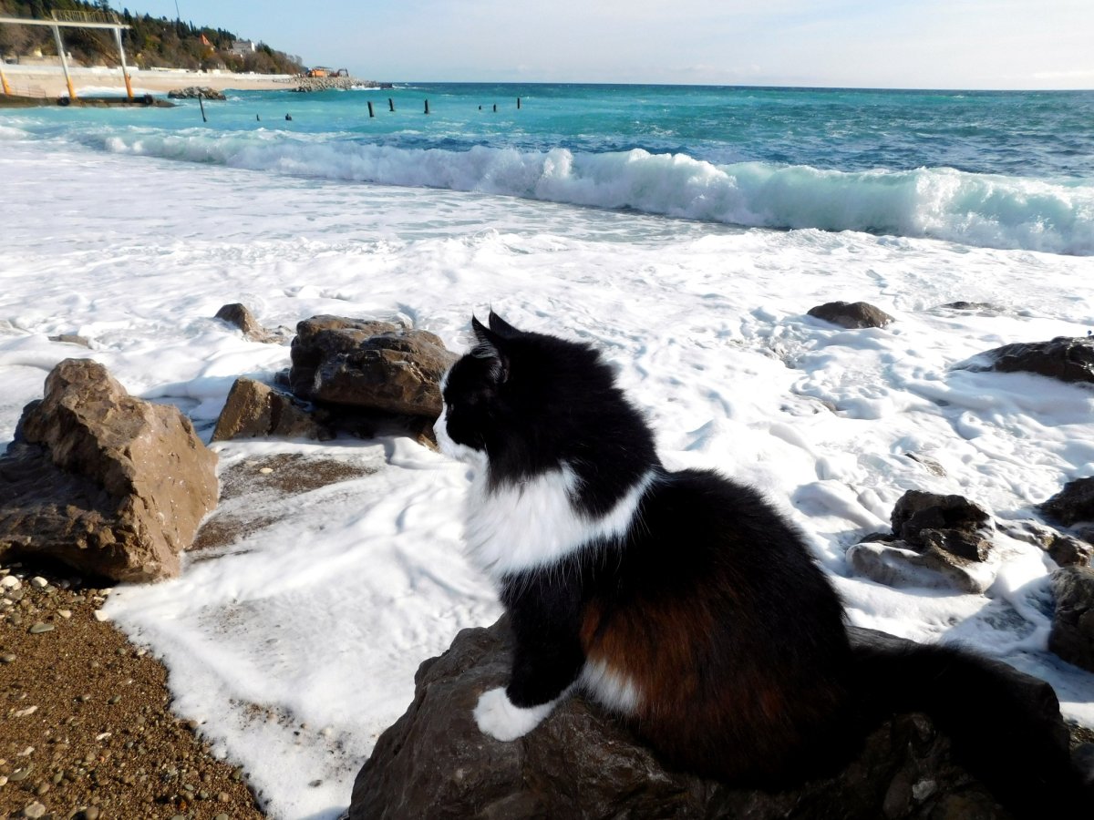 Котенок на море