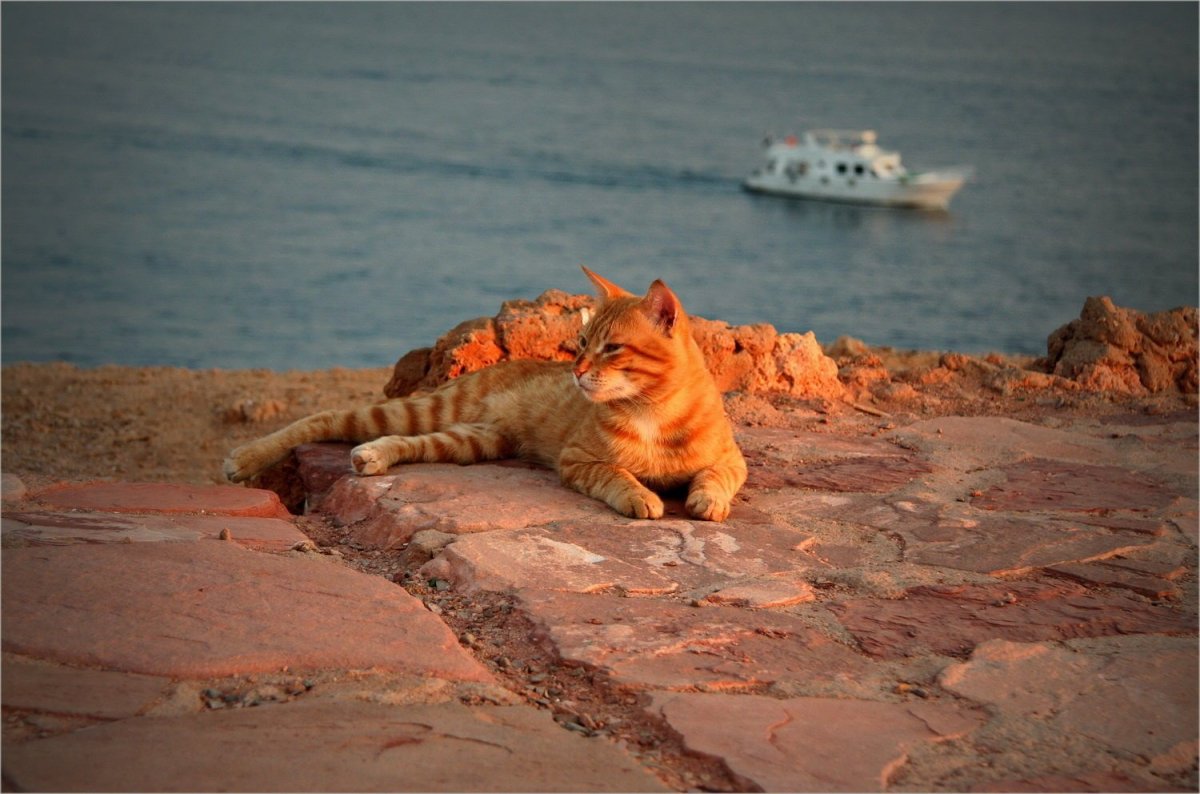 Кот на пляже