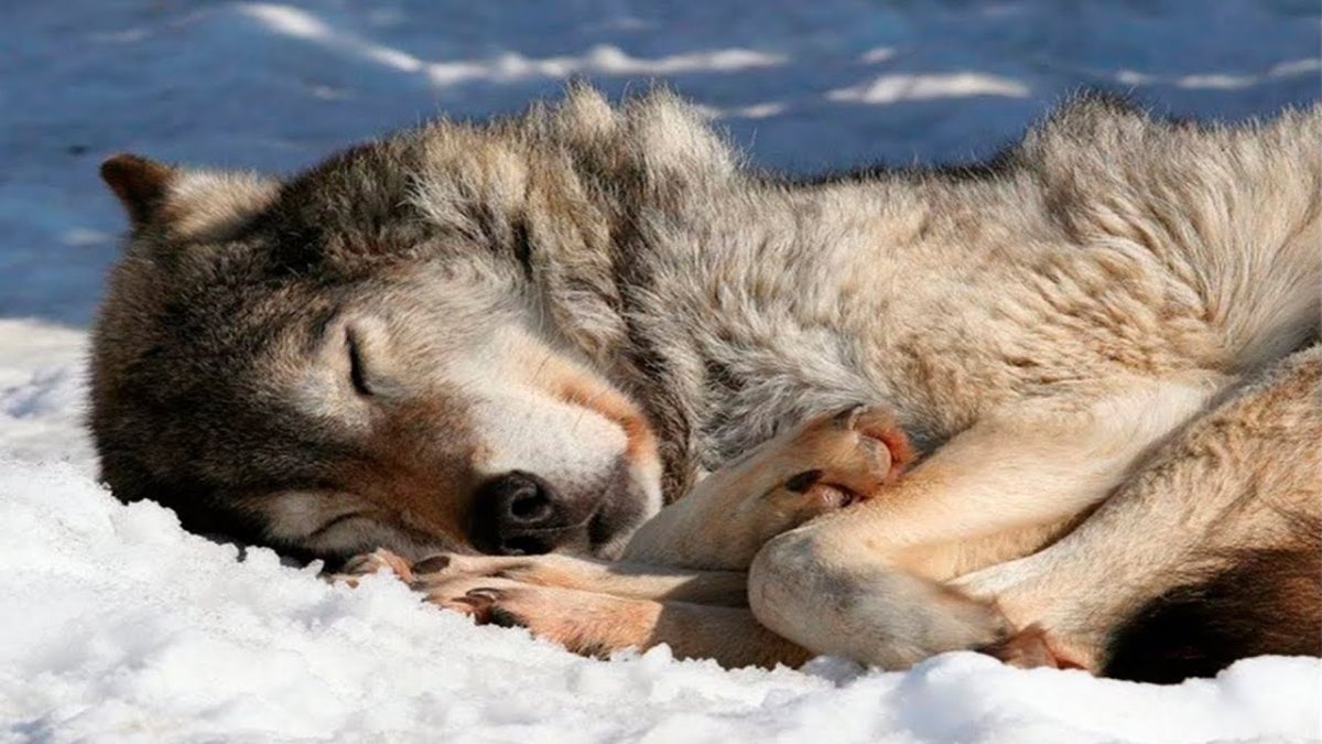 Волчица спит