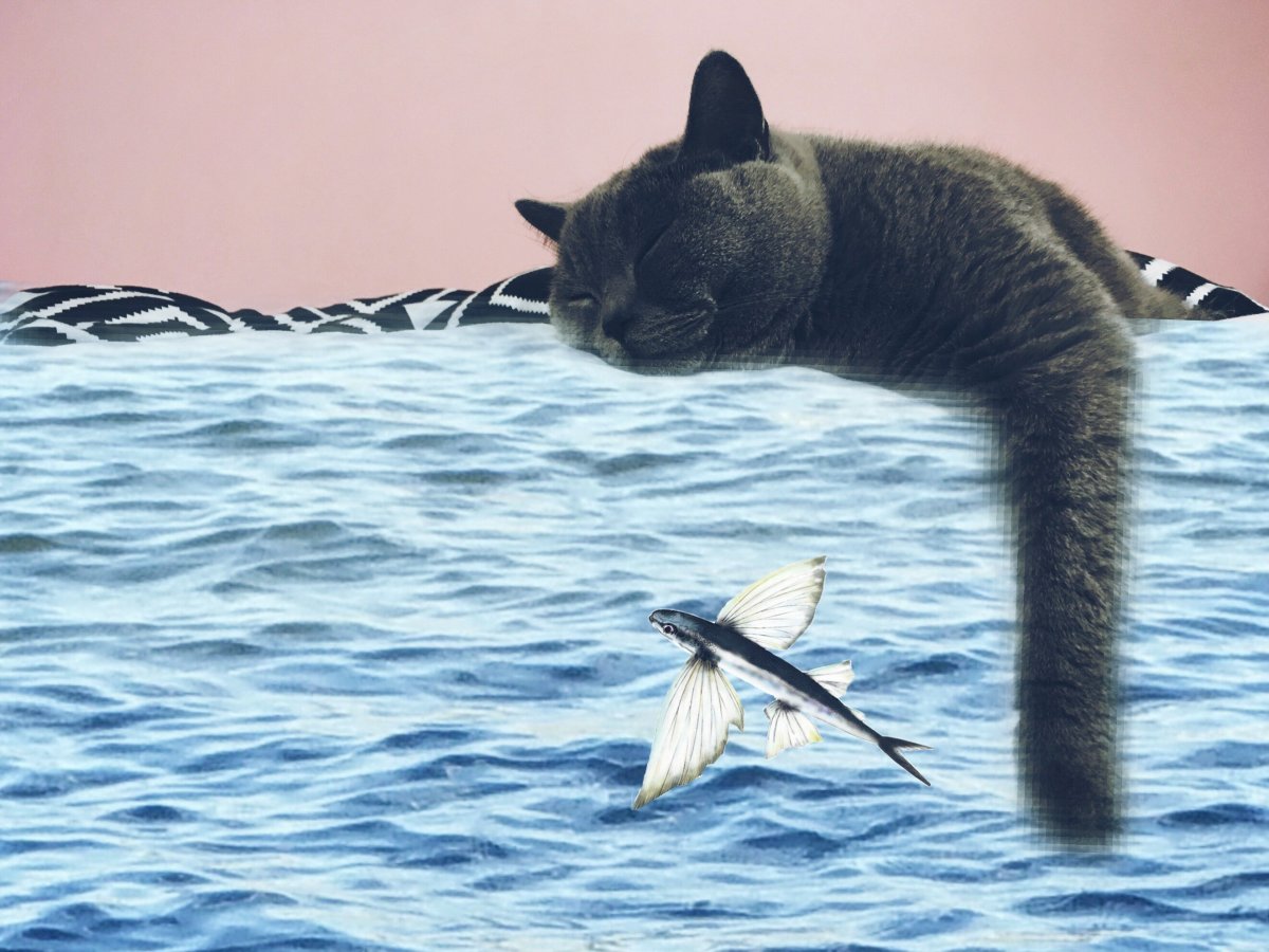 Котик купается в море