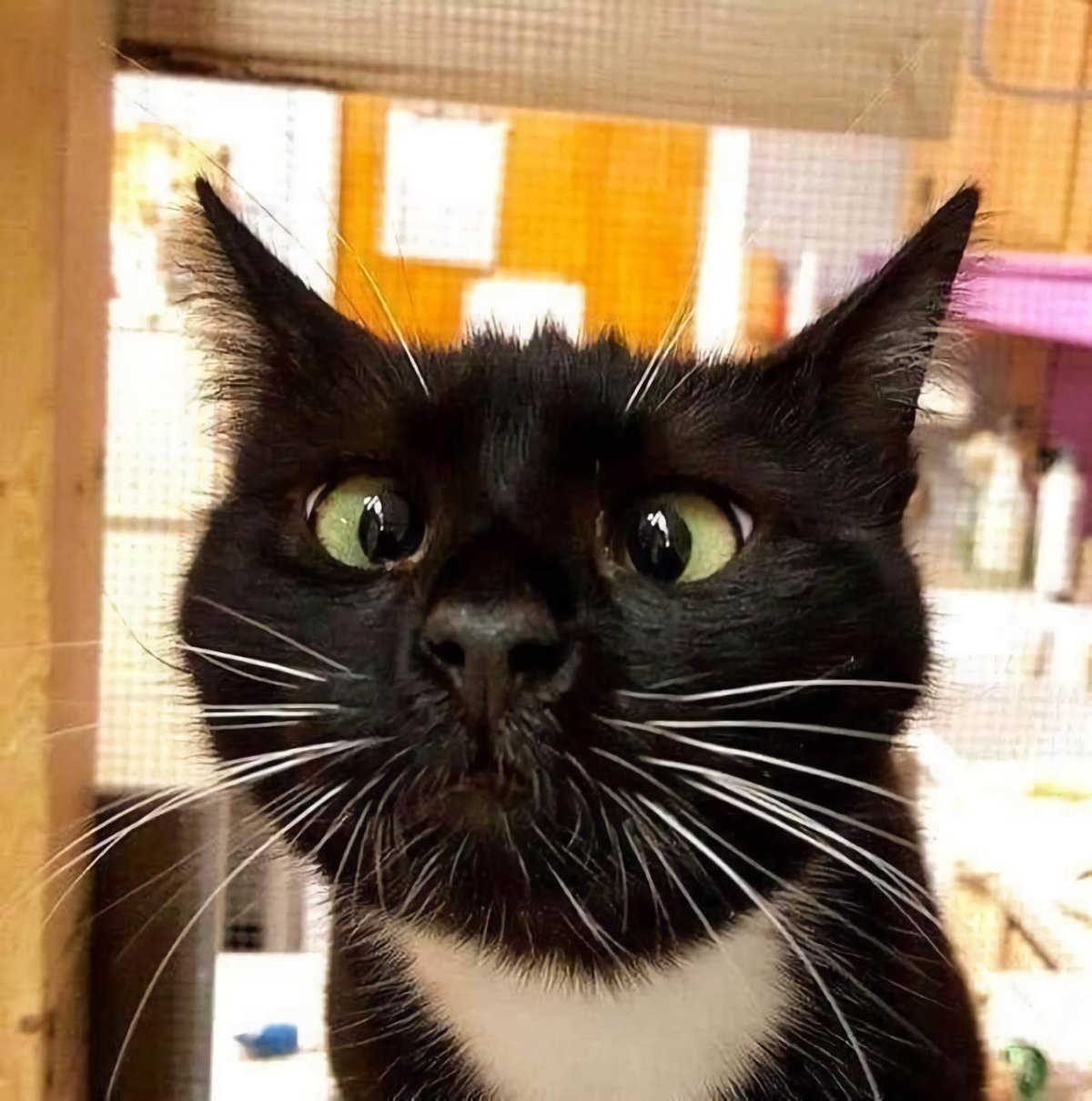 Удивленный кот