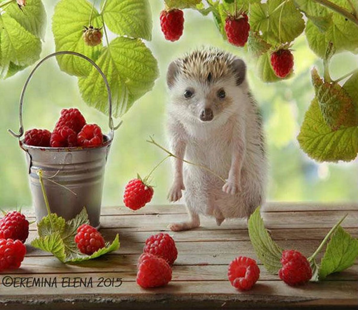 Доброе Октябрьское утро с животными