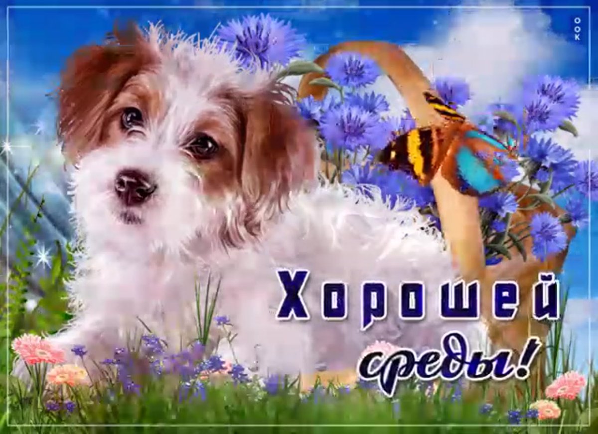 Добрые пожелания с собачками