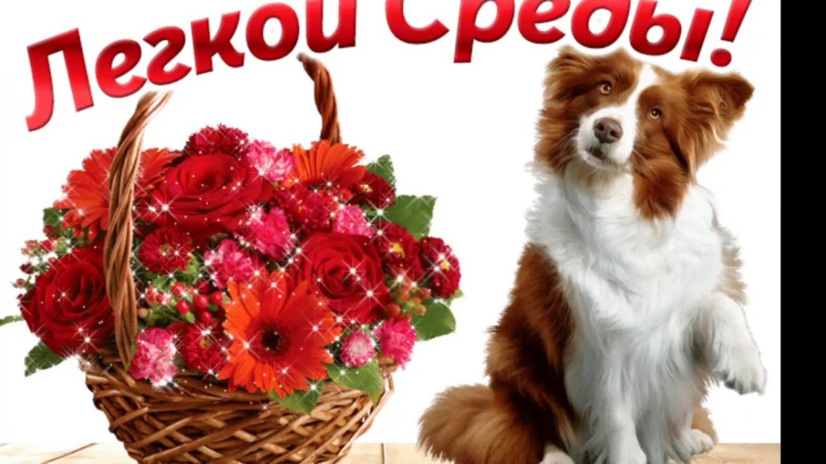 Доброе утро собаки