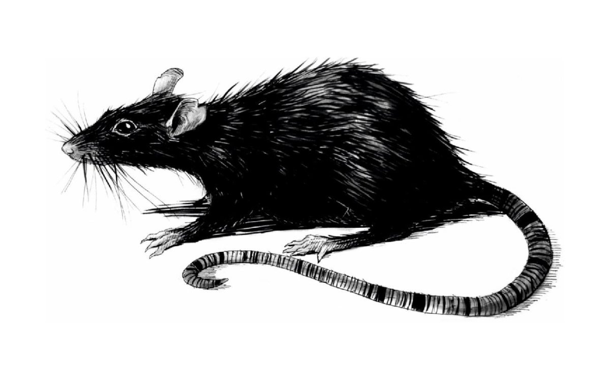 Крыска рисунок