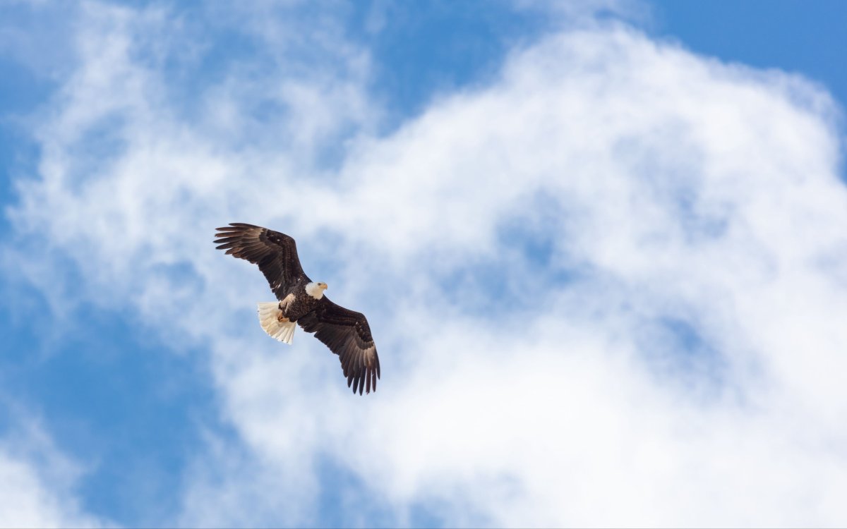 Полет орла