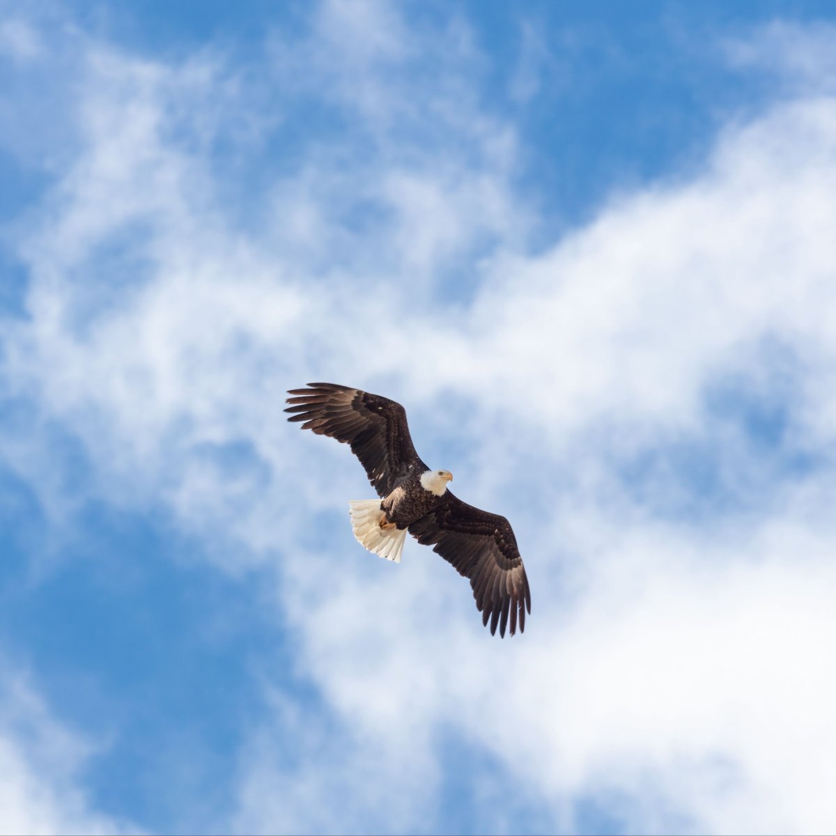 Полет птицы в небе