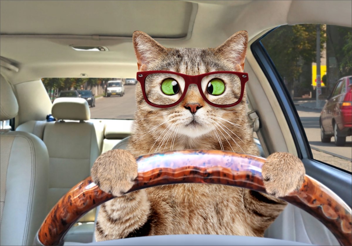 Кошка в машине за рулем