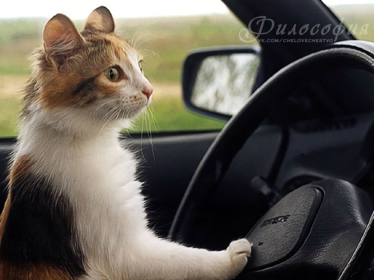 Кот на дороге