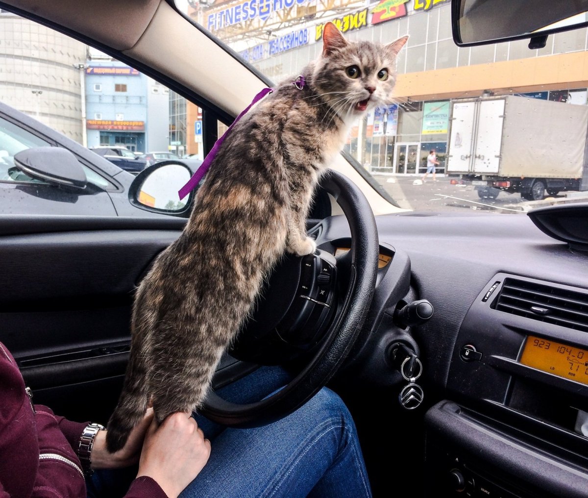 Кошка в машине