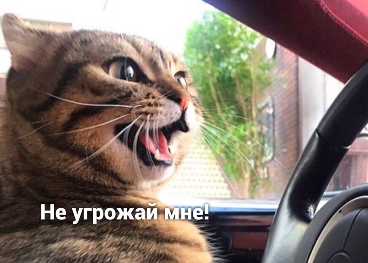 Котик таксист