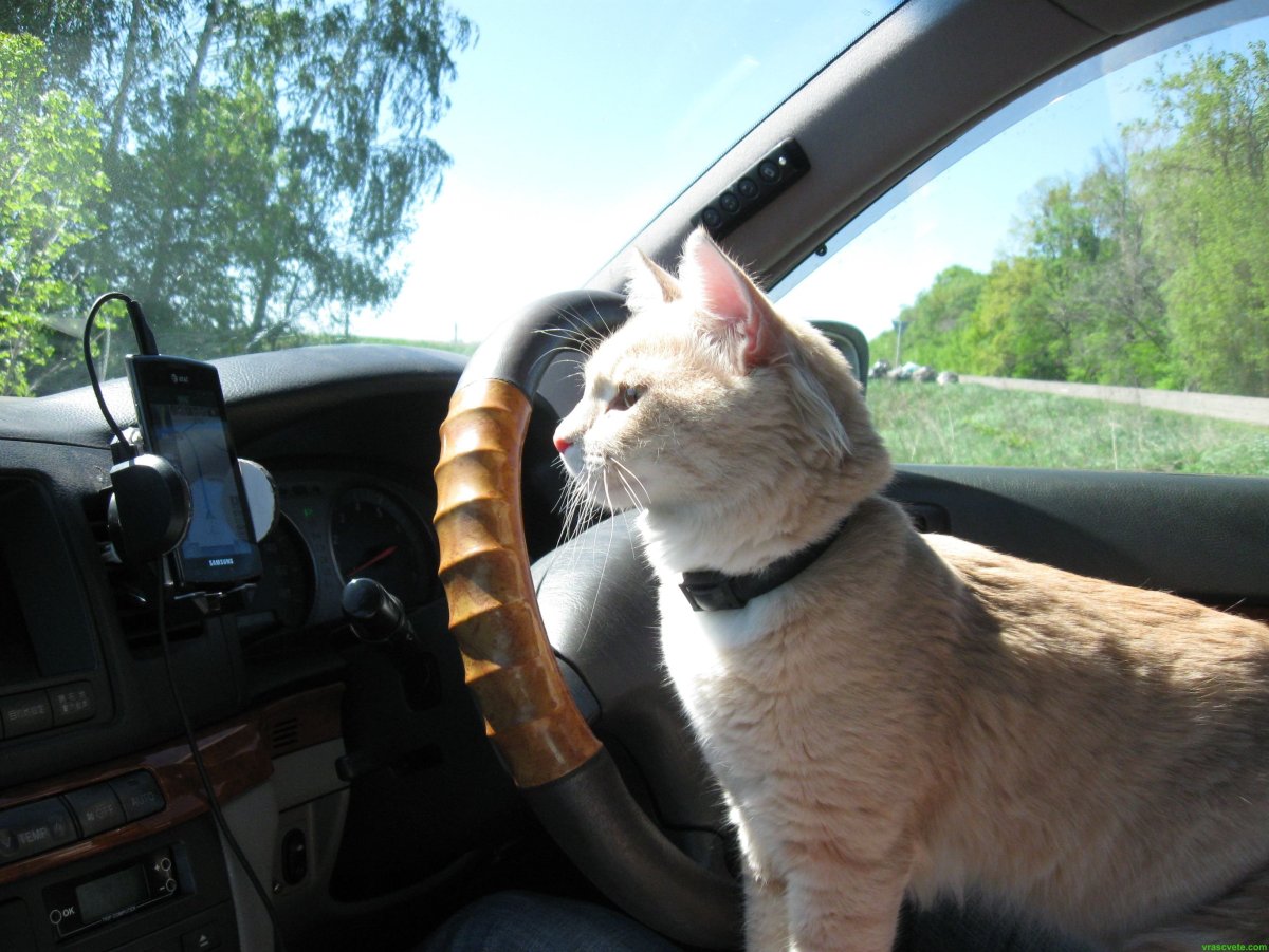 Котик за рулем
