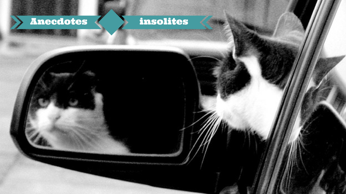 Кошка едет в машине