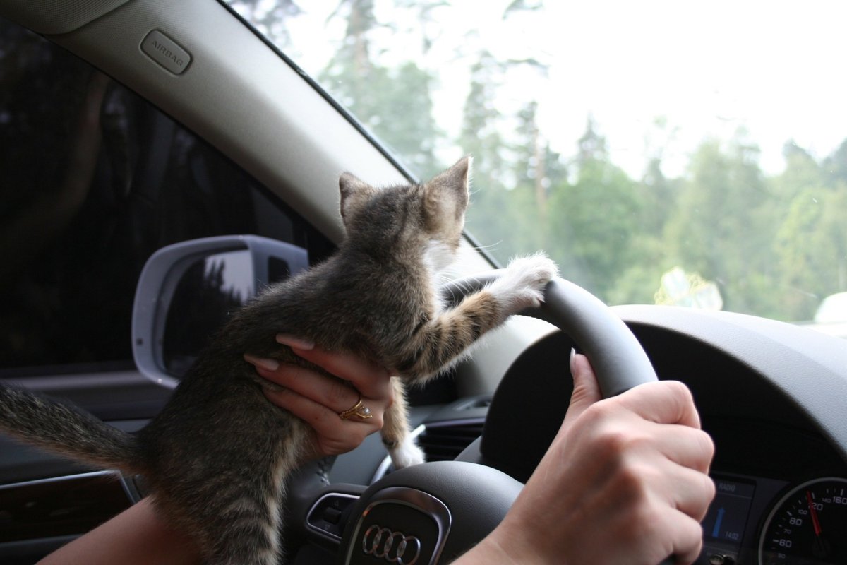 Кот за рулем