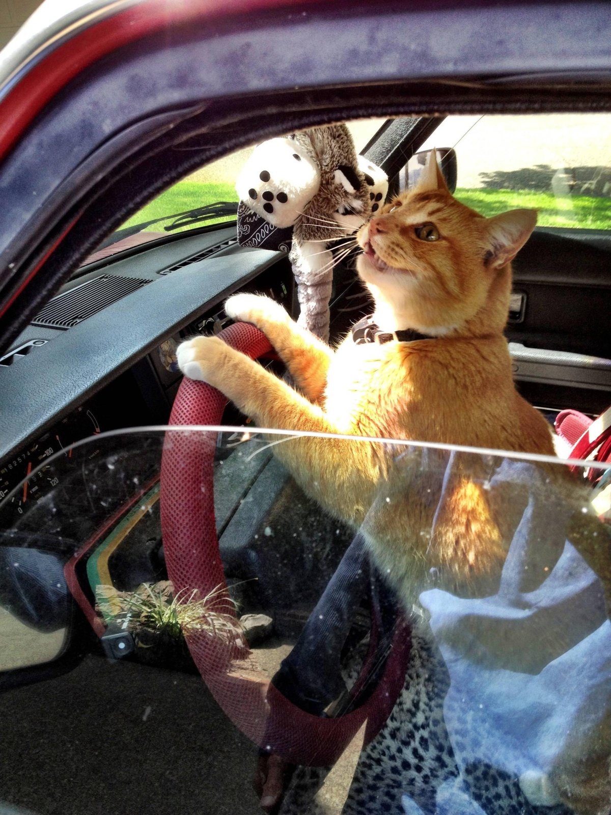 Котик за рулем