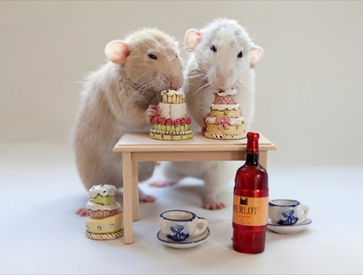 С днем рождения крыса