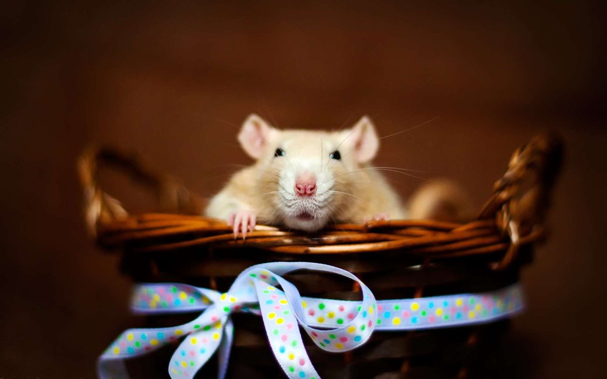 Милые крыски